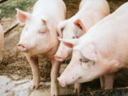 Less roast pork, more lentils needed to reach Denmark’s climate targets — gov’t adviser