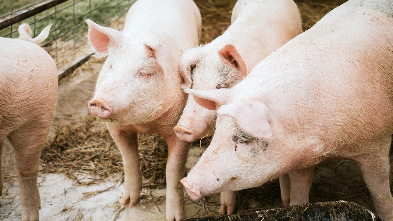 pigs