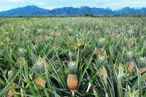 Philippine 2025 pineapple exports up 13.6%