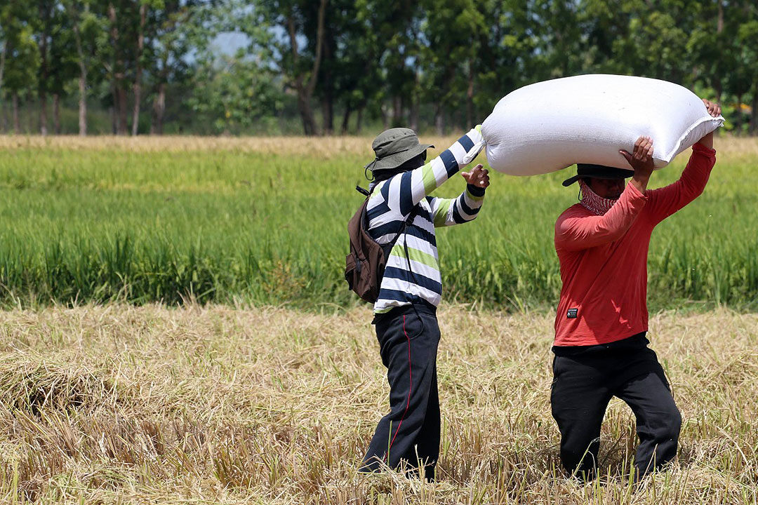 Rice-farmers-Nueva-Ecija-PHILSTAR-KRIZ-JOHN-ROSALES