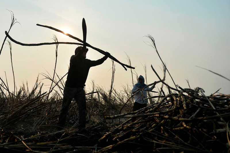 Sugarcane-farmer
