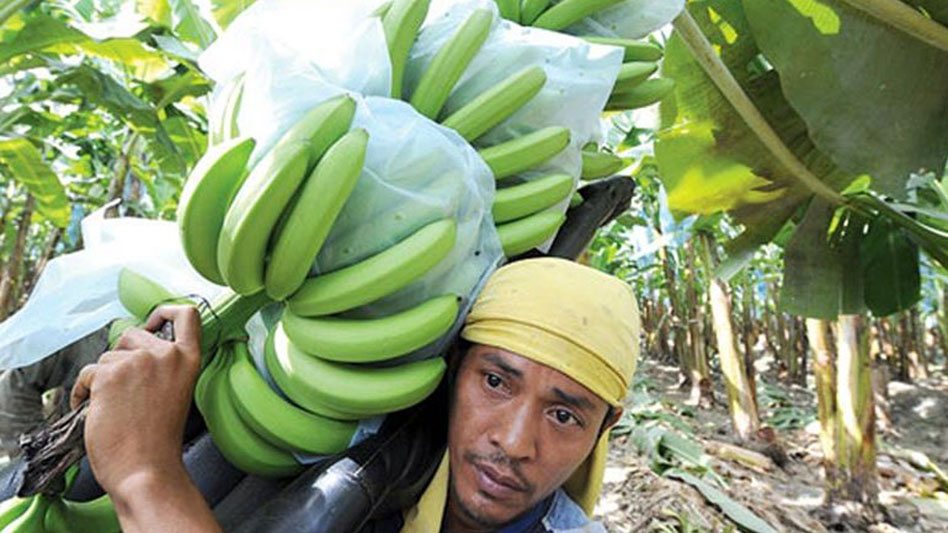 banana-farmer