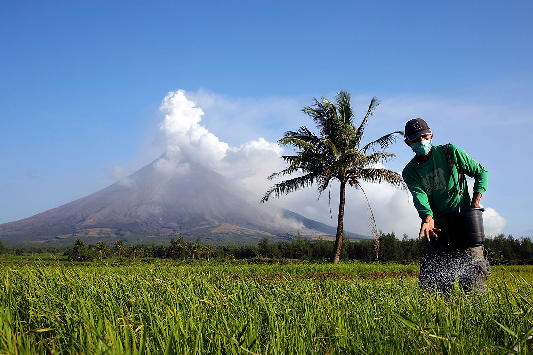 Mayon-rice field-farmer