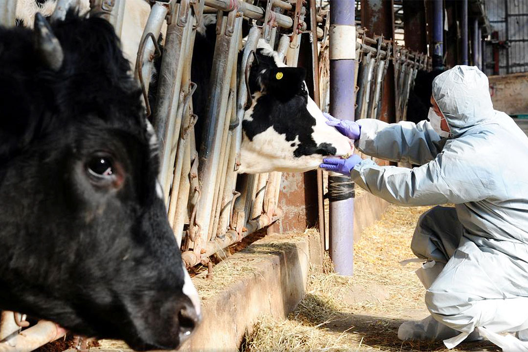 South Korea-cattle farm-health officer