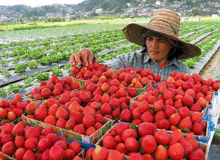 Strawberry-LATRINIDAD.GOV