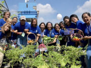 DA, SM Supermalls expand urban gardening deal
