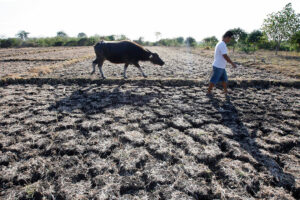 El Niño peak during lean months for rice to show up in 2024 prices