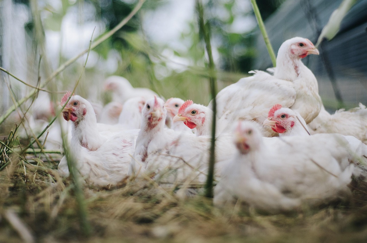 chickens-ge70dff8ec_1280