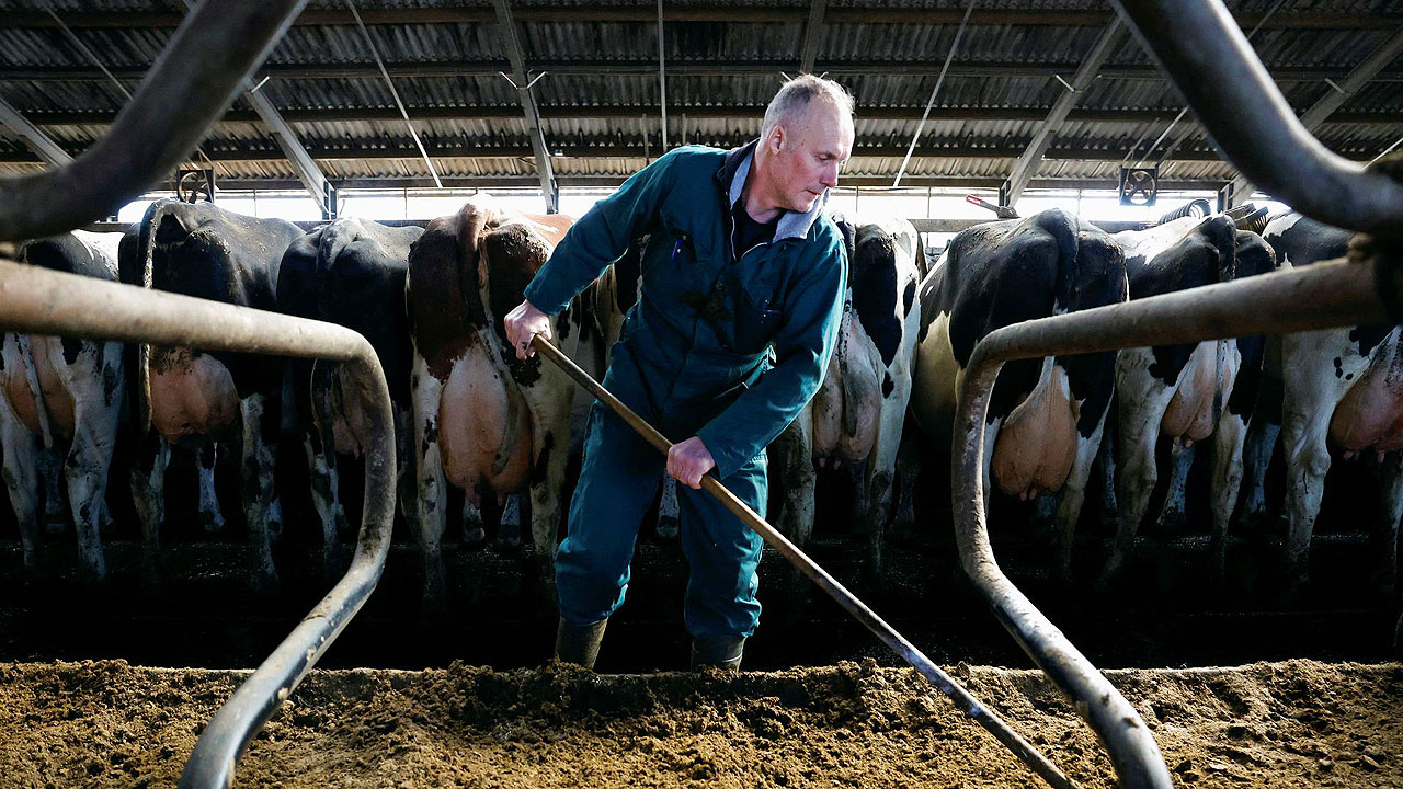 dairy farm-farmer