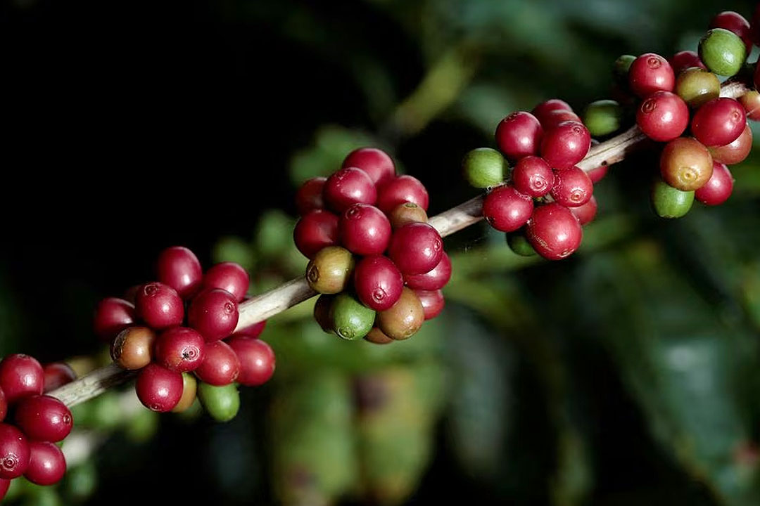 Coffee beans