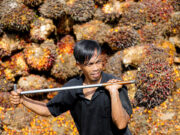 Indonesia signals continuing crackdown on palm plantations