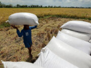 P43 imported rice MSRP to stay even as benchmark price warrants 20% tariff