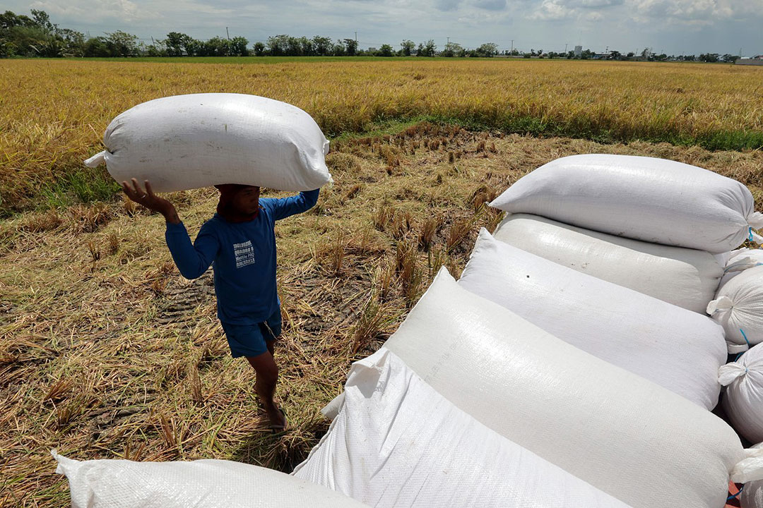 Rice-farm-PHILSTAR-KRIZ-JOHN-ROSALES