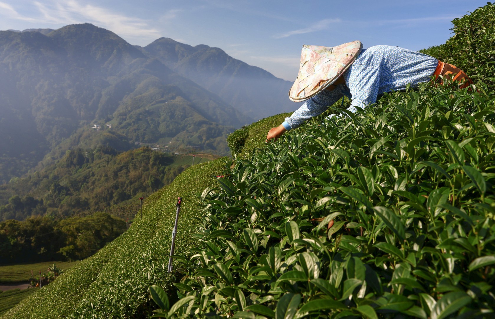 Taiwan-tea leaves-farmer