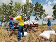 Palay farmgate price falls 22.7% in Oct. despite ban on rice imports