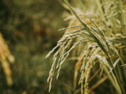 War-fueled diesel crunch hits Bangladesh farmers in key planting season