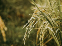 War-fueled diesel crunch hits Bangladesh farmers in key planting season