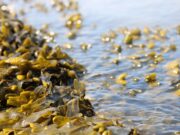Seaweed put forward as animal feed alternative