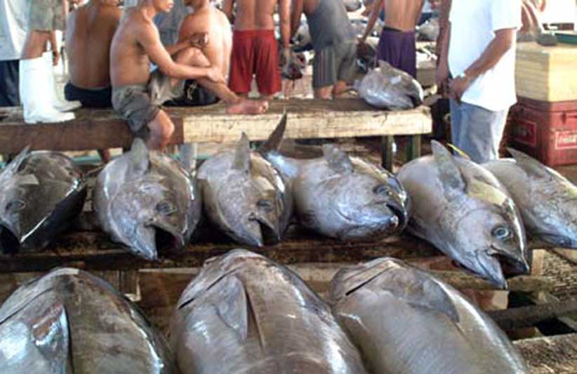 tuna-GenSan