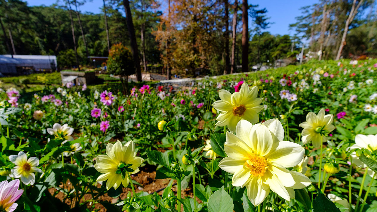 Baguio-flowers-BAGUIO-CITY-PIO