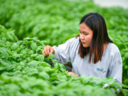DENSO PH to boost local agri through automation in Batangas Smart AgriTech Farm