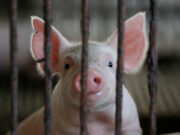 Spain looking into possible lab leak angle after outbreak of swine fever