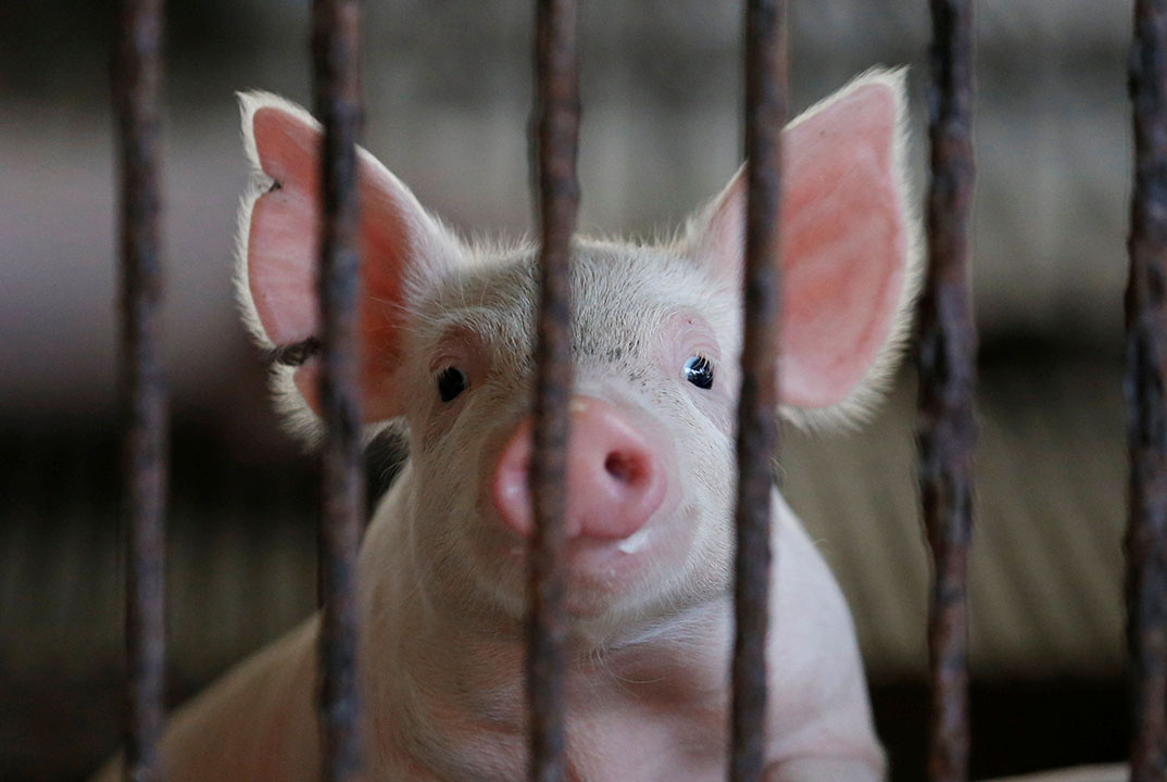 pig-swine