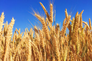 Asian wheat buyers to seek alternative supplies after attacks on Ukraine ports