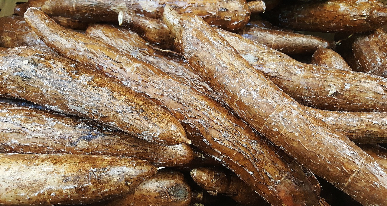 yuca-1353258_1280