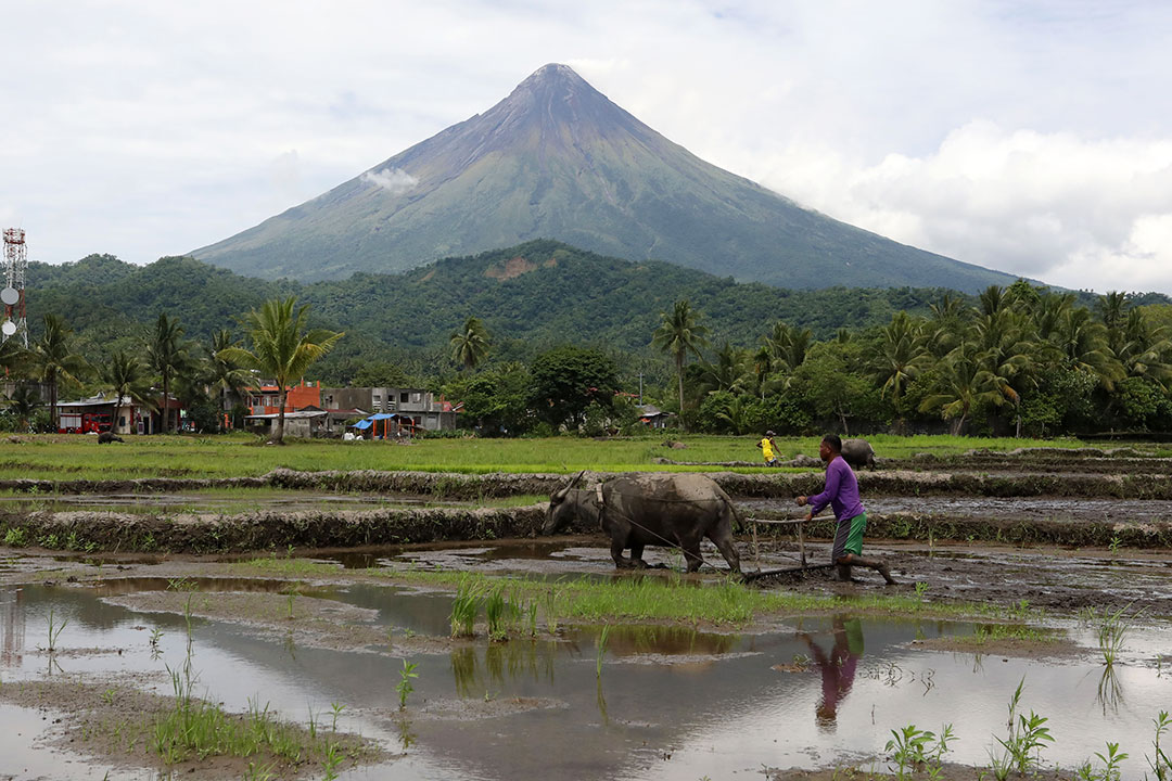 Albay-farmer-rice field
