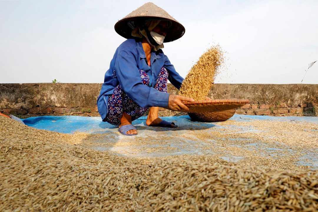 palay-rice farmer