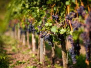 Fungus and May downpours ravage Italy’s wine production