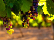 French wine output falls with sharp contrasts between vineyards