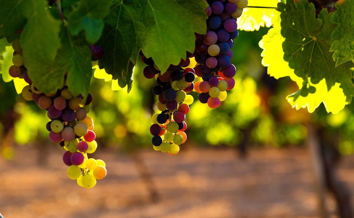 grapes-vineyard