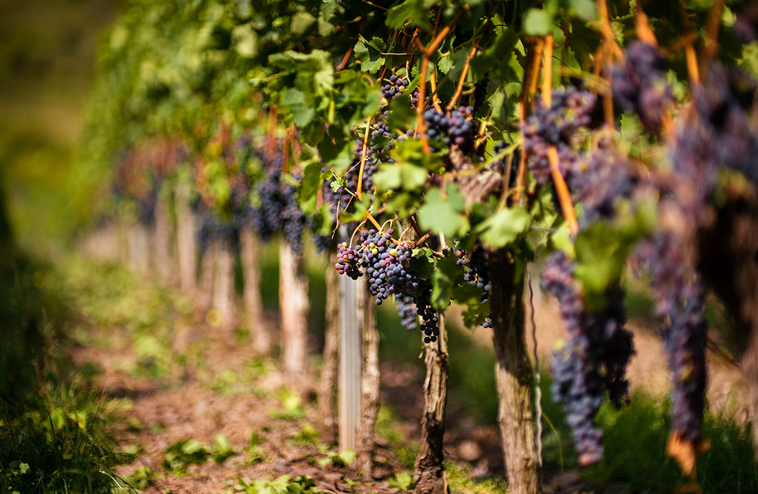 grapes