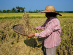 Gov’t agencies urged to directly procure palay
