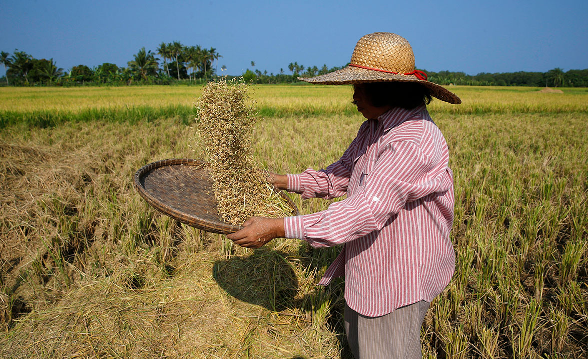 palay-rice farmer