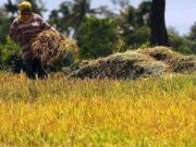 Farmers call for 35% rice tariff, demand Balisacan resignation