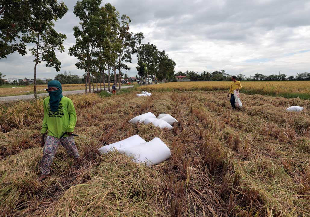 palay