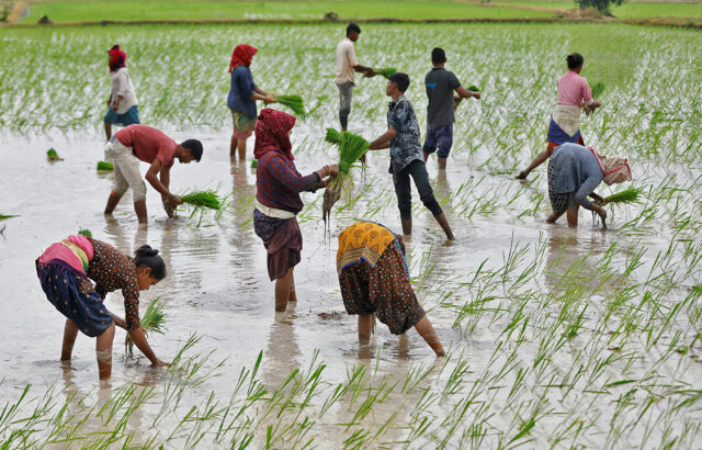 Farmers-rice field