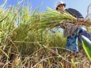 Palace decision not to cut rice tariffs seen averting market disruption during harvest