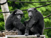 First kiss was 20 million years ago by early primates, scientists say