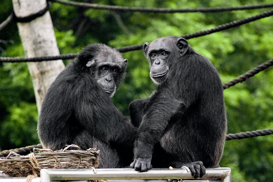 Monkeys