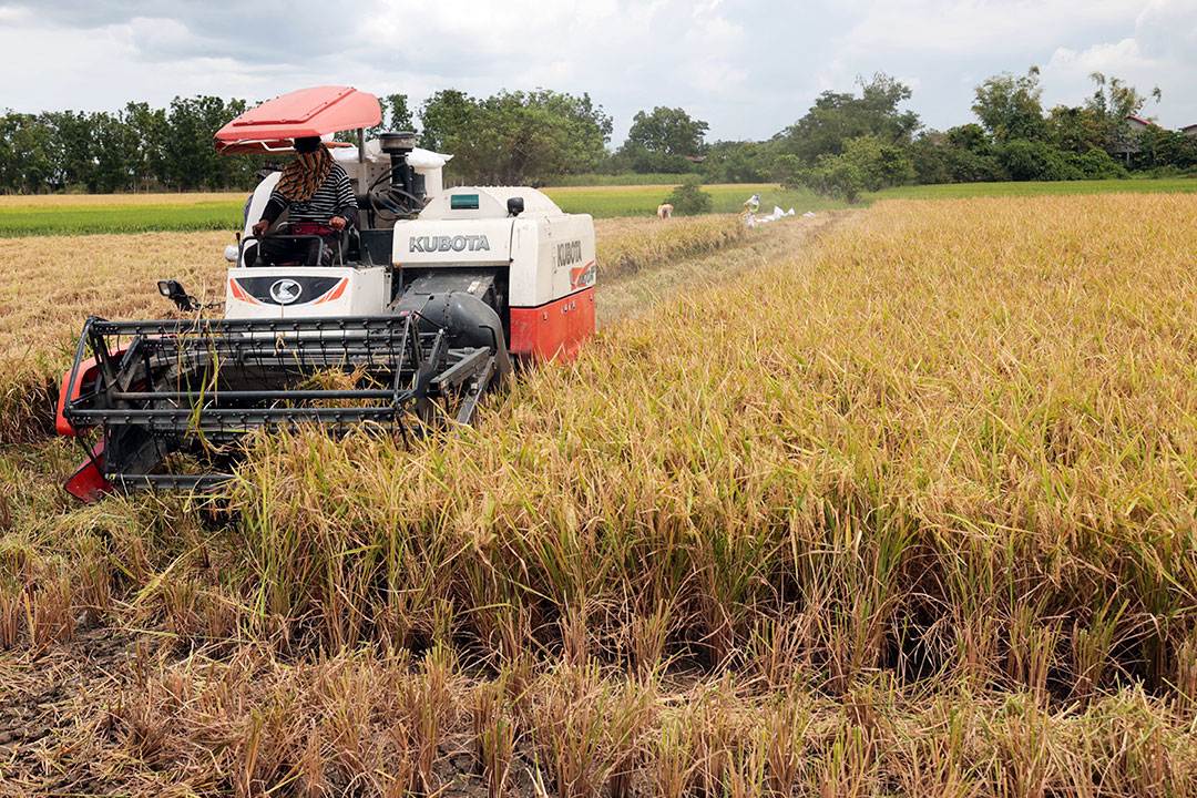 Rice-palay-farmer-harvest-wc