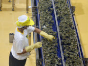 IBM subsidiary urges Philippine manufacturers to boost digital investments for AI integration