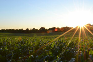 An intellectual giant on Philippine agribusiness: Diversifying crops