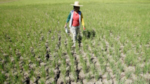 BSP: El Niño to weigh on inflation through 1st half