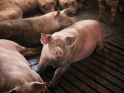 French firm files complaint with EU over duty-skirting cut-price Chinese lysine, a key animal feed ingredient