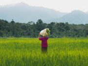 Iloilo farmers get P909 million in financial, infrastructure aid