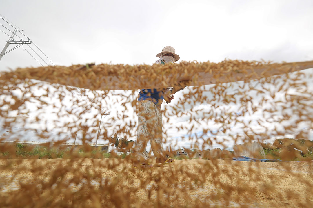 rice palay-farmer